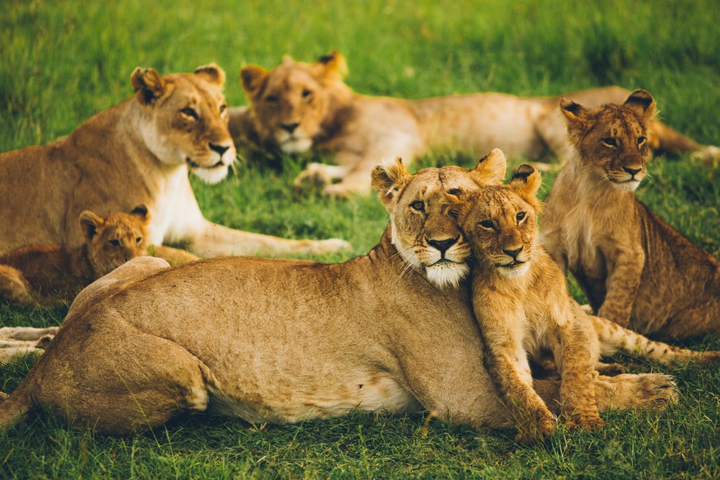 Top 5 Africa Safari Spots to Experience the Magnificent Big Cat Life Up Close