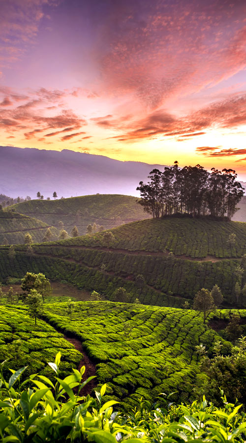 Darjeeling | Best Places To Visit In India Plus Things To Do | via @Just1WayTicket | Photo © mazzzur/Depositphotos