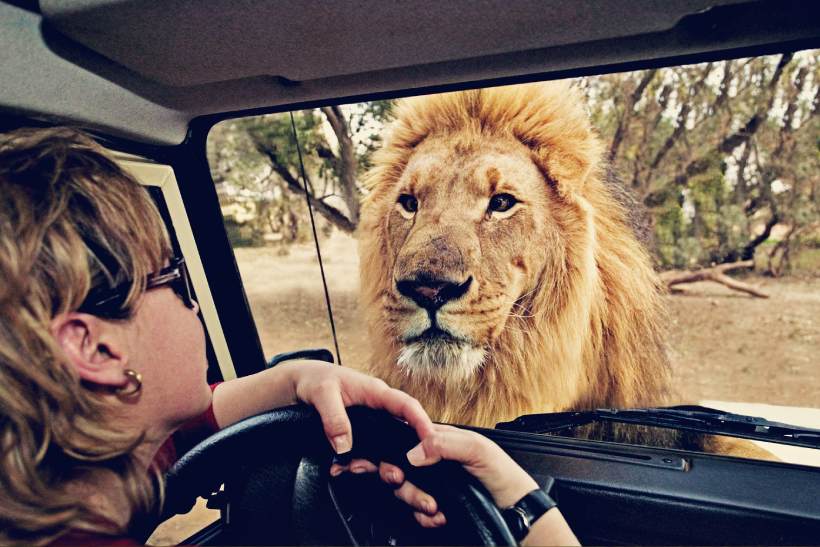 Where to find the Big Five - The Ultimate Guide to Wildlife Safari in South Africa