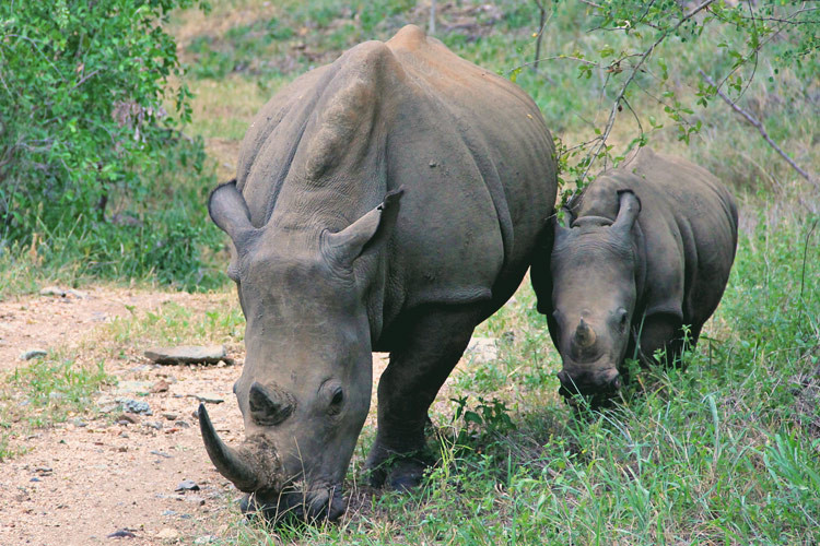 Rhino mum and her baby | Where to find the big 5 - The Ultimate Guide to Wildlife Safari in South Africa | via @Just1WayTicket | Photo © Sabrina Iovino