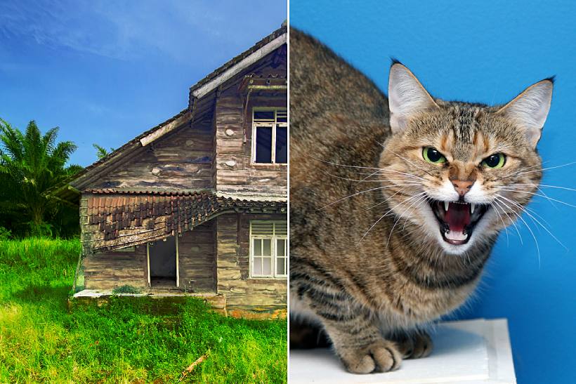 How to Avoid House Sitting Nightmares – 10 Questions to Ask Before Confirming a House Sit