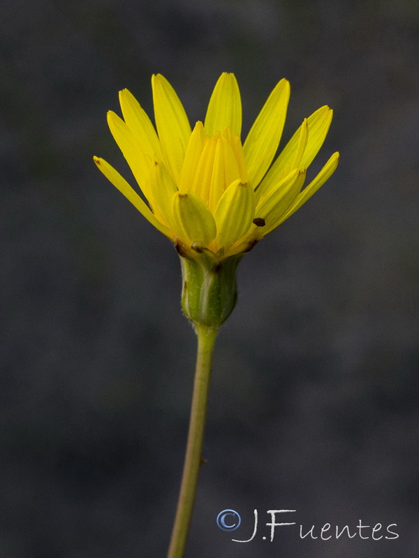 Doñana y su botánica