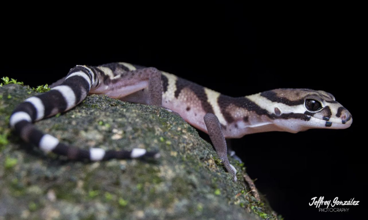 Gecko listado de America Central (Coleonyx mitratus) - El Rincon del