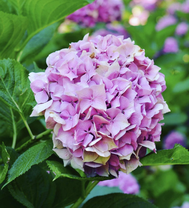 Hortensias y su cambio de color dependiendo el pH del suelo