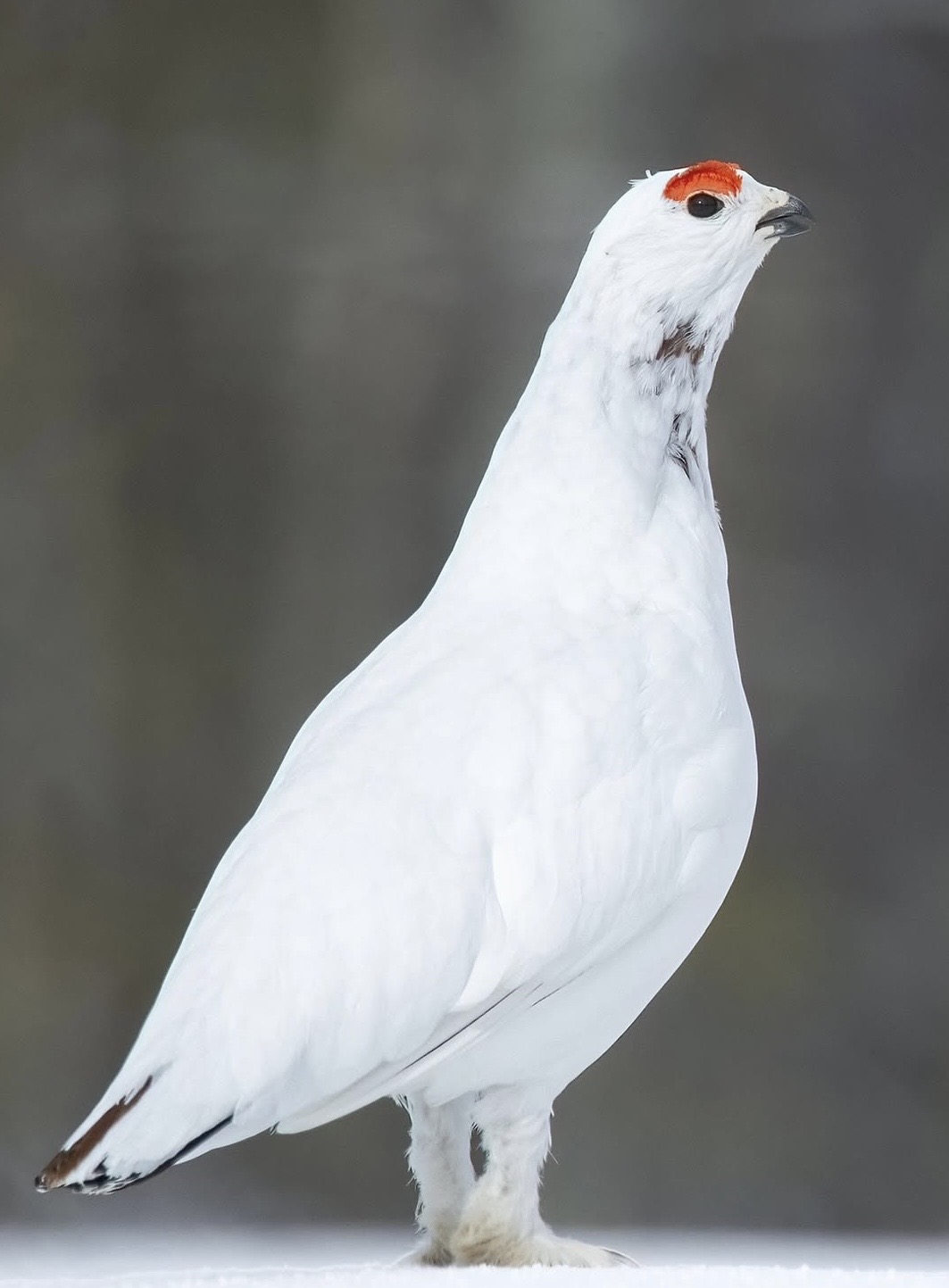 Perdiz nival (Lagopus lagopus). Imagen de Juho Salo (@jsalophotography).