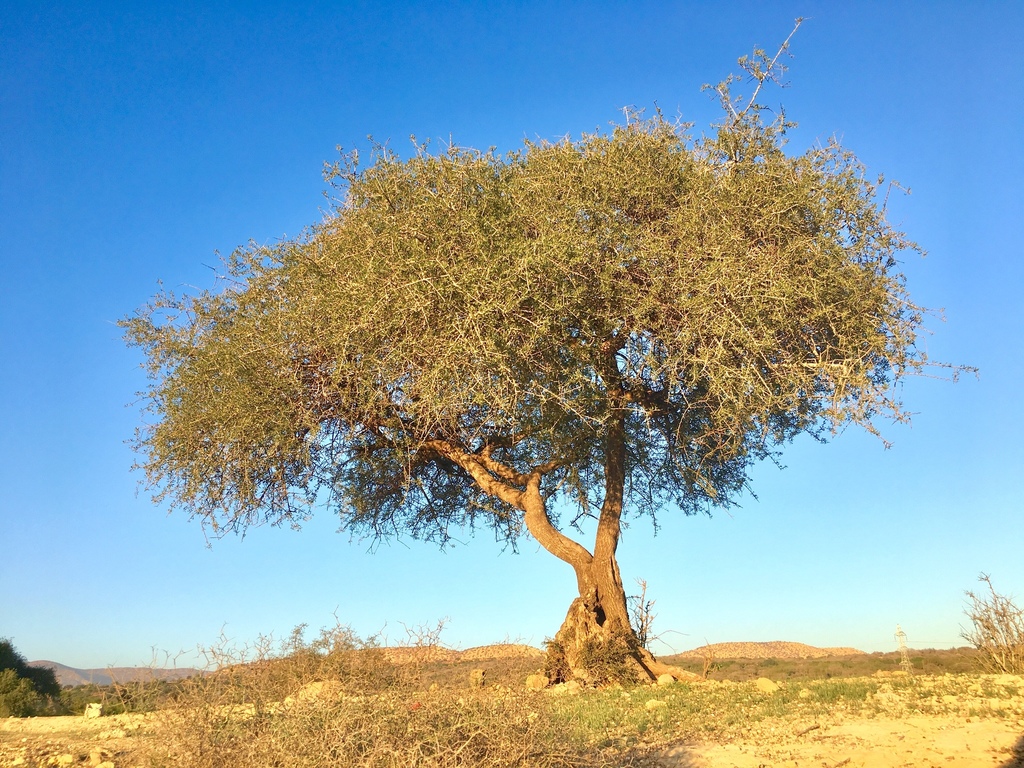 Argán, el árbol que produce oro
