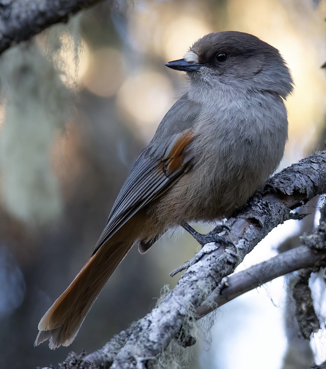 Arrendajo siberiano (Perisoreus infaustus).  Imagen de Juho Salo (@jsalophotography).