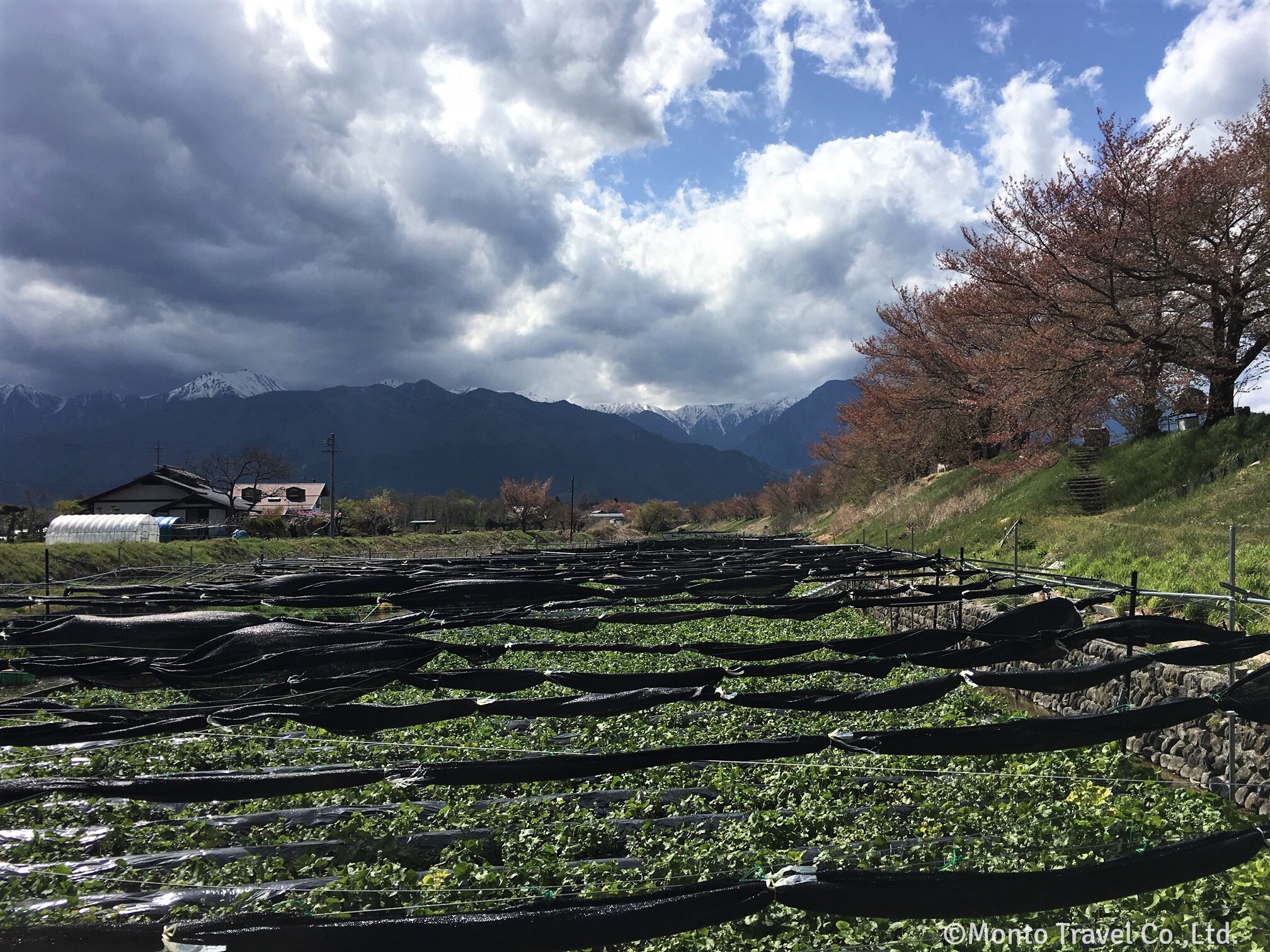 信州安曇野のわさび田