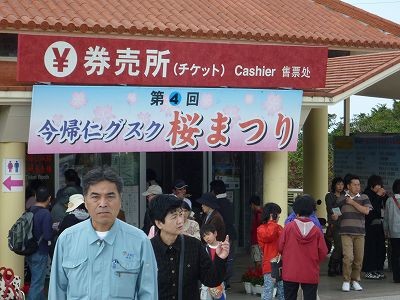 今帰仁グスクの桜まつり見物