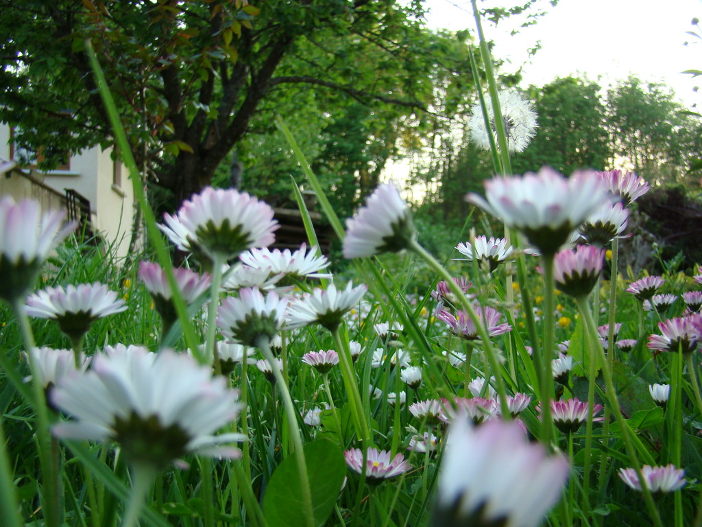 Paquerettes et pissenlits
