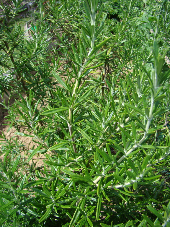 Romarin