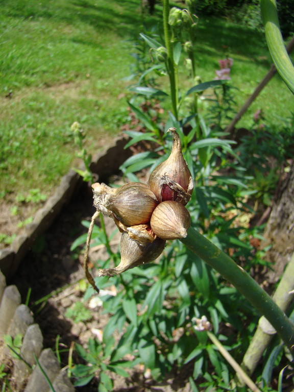 Oignon Rocambole