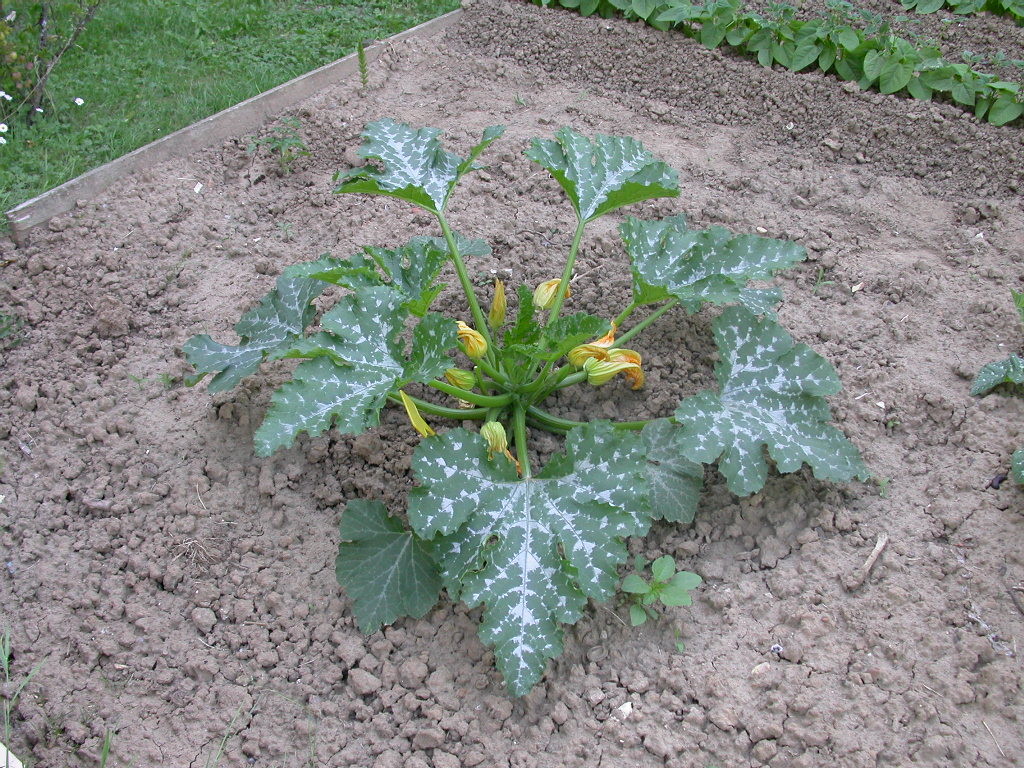 courgette