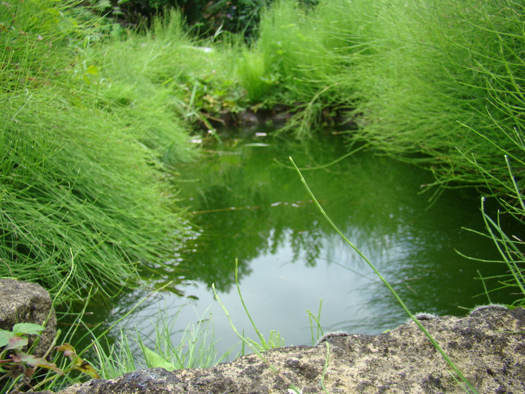 La mare aux grenouilles