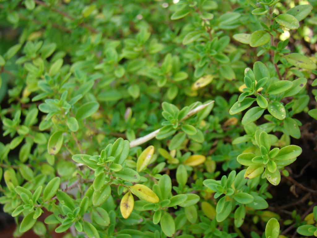 Thym citron