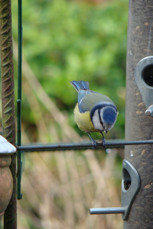 Mésange bleue