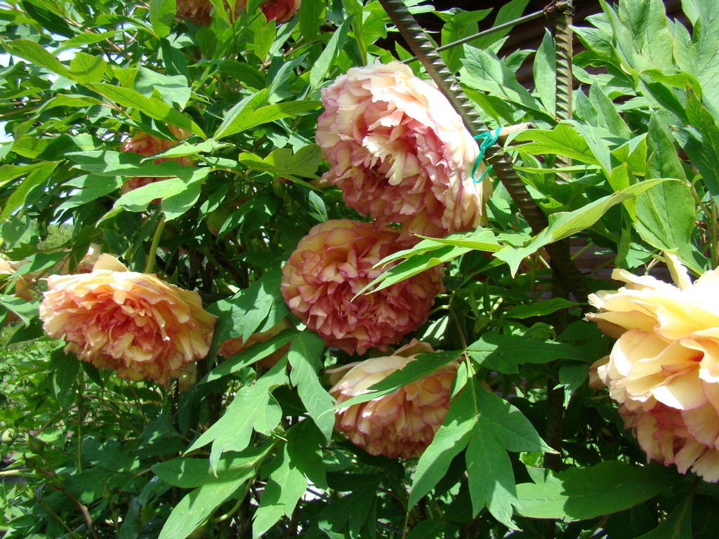 Pivoine arbustive