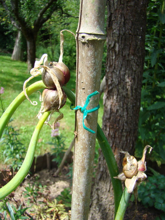 Oignon Rocambole