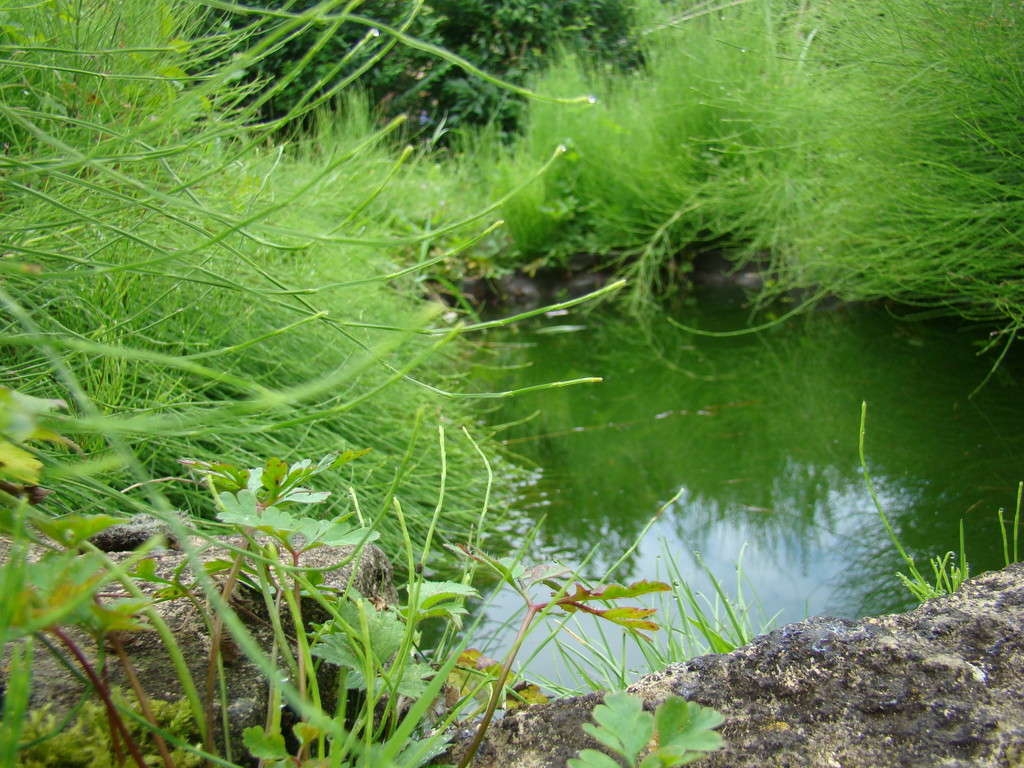 La mare aux grenouilles