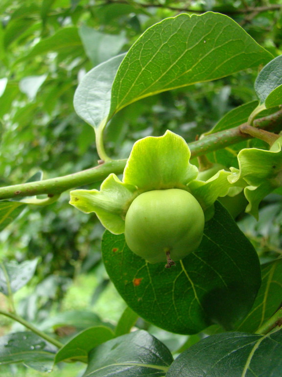 Kaki
