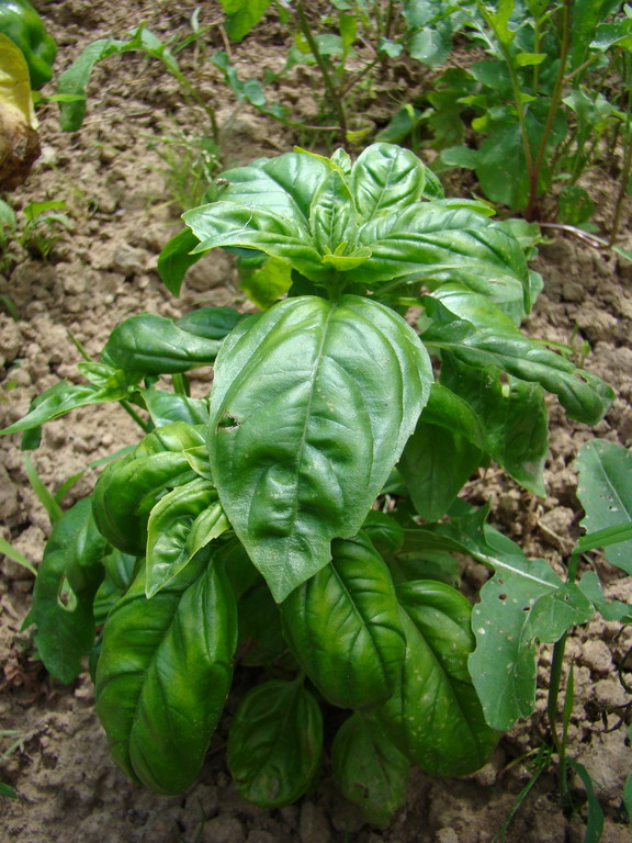 Basilic