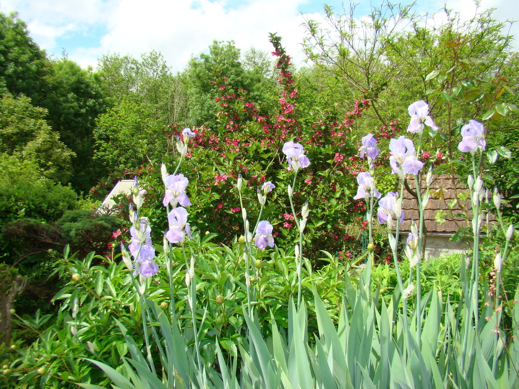 Fleurs de printemps