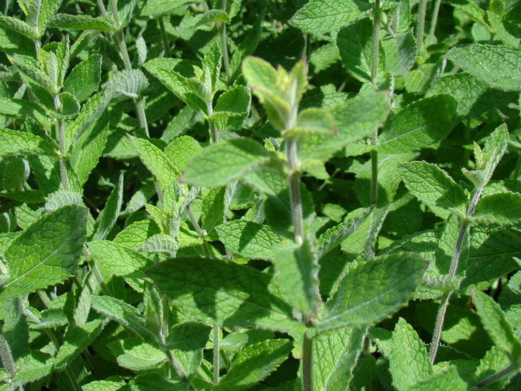 Menthe