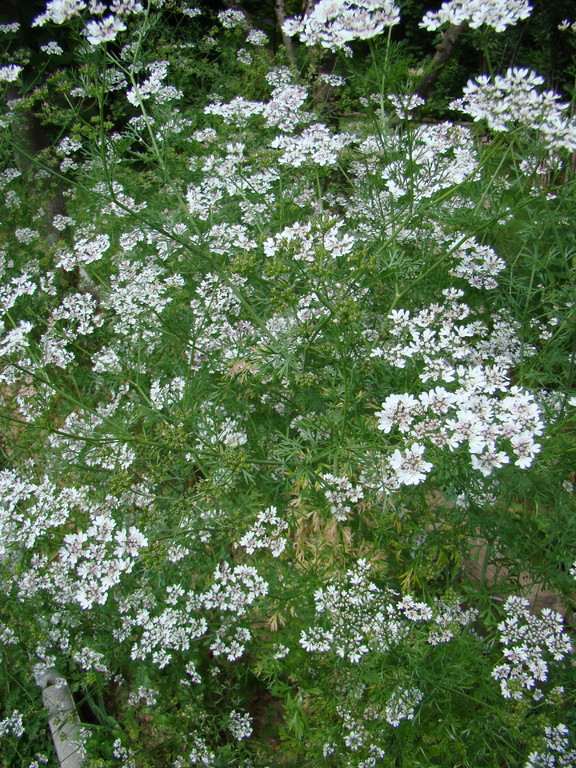 Coriandre