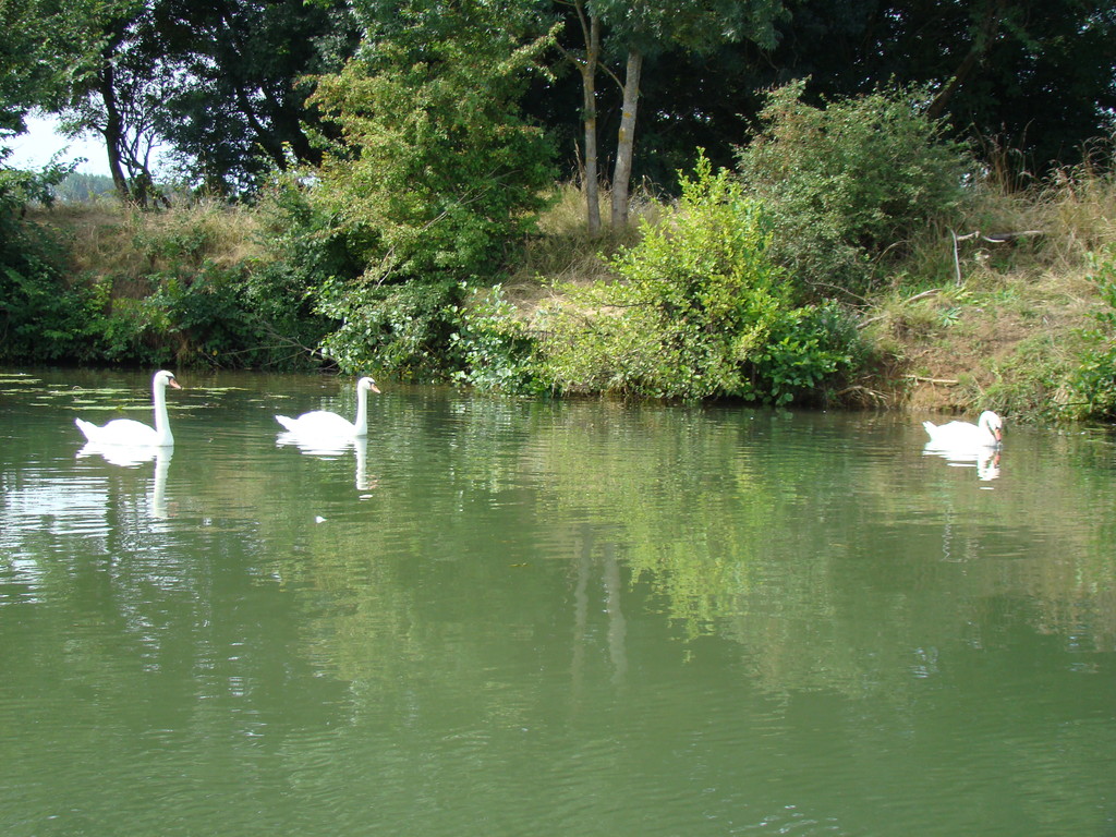 Bord de Saône en amont de Glanon