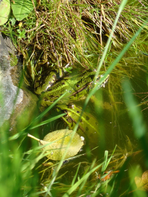 Grenouilles vertes