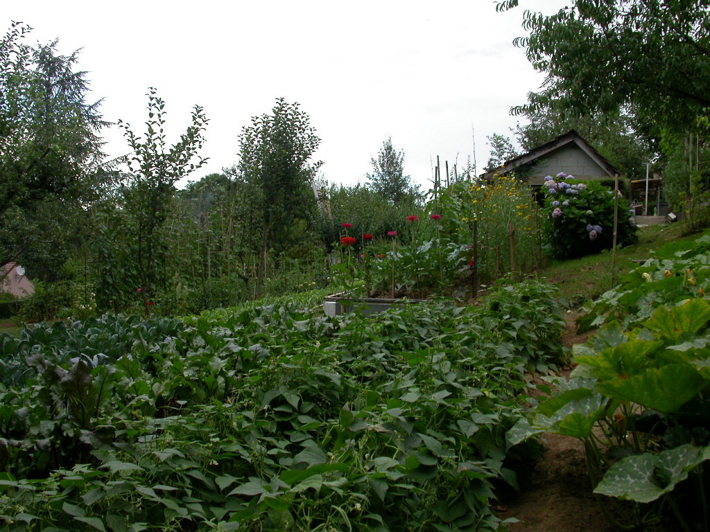 Le potager