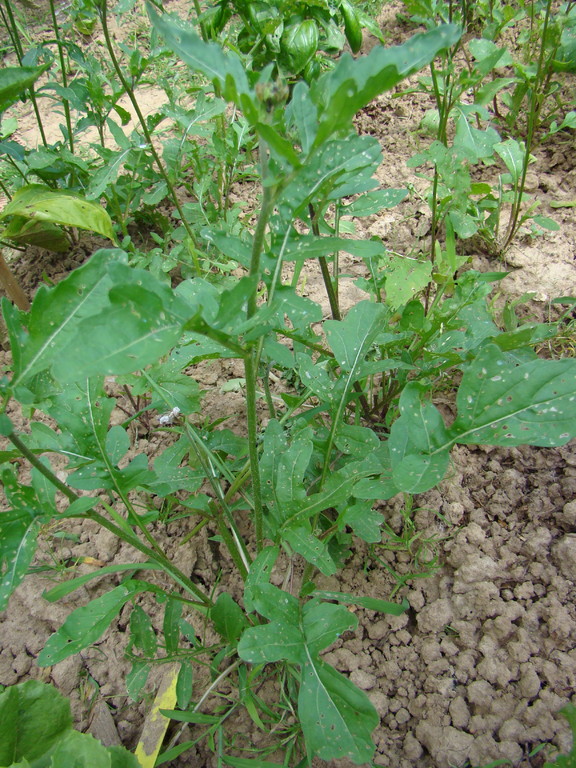 Roquette