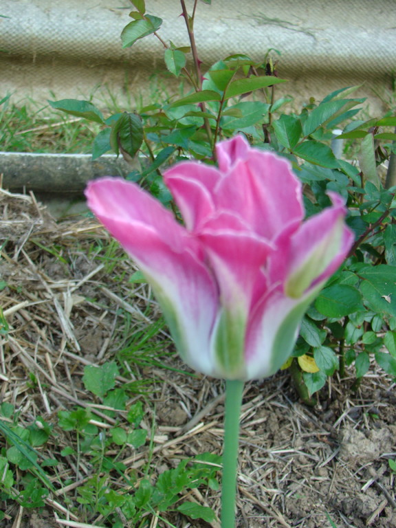 tulipe