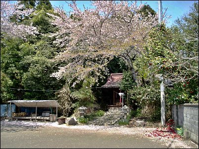 畠山稲荷神社を覆う桜の花