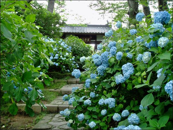 紫陽花の資福寺山門前