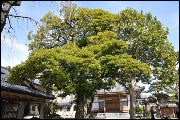 道仁寺 タブの木