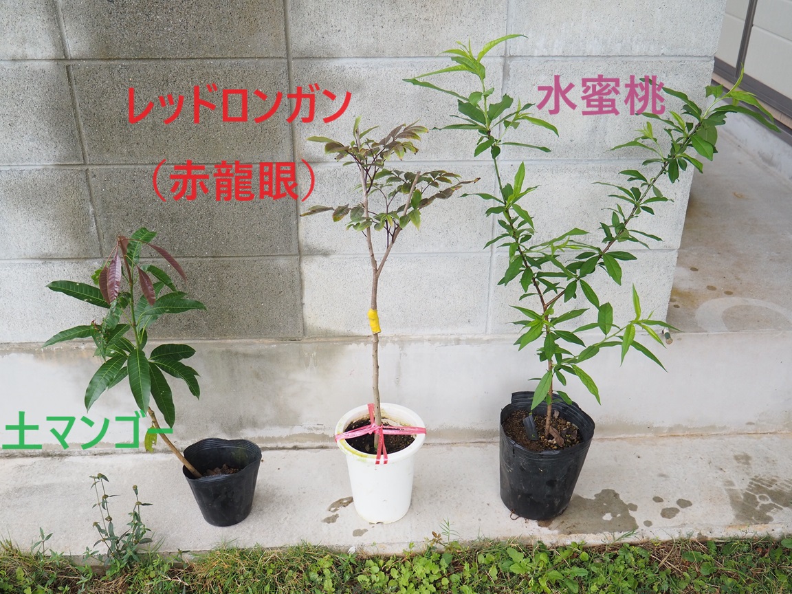 ミルクフルーツ・ルビーロンガン・水蜜桃