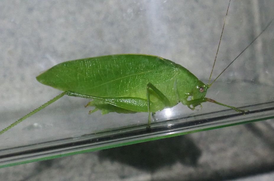 ツユムシの駆除について