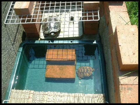 07年4月 春 亀の飼い方 飼育方法