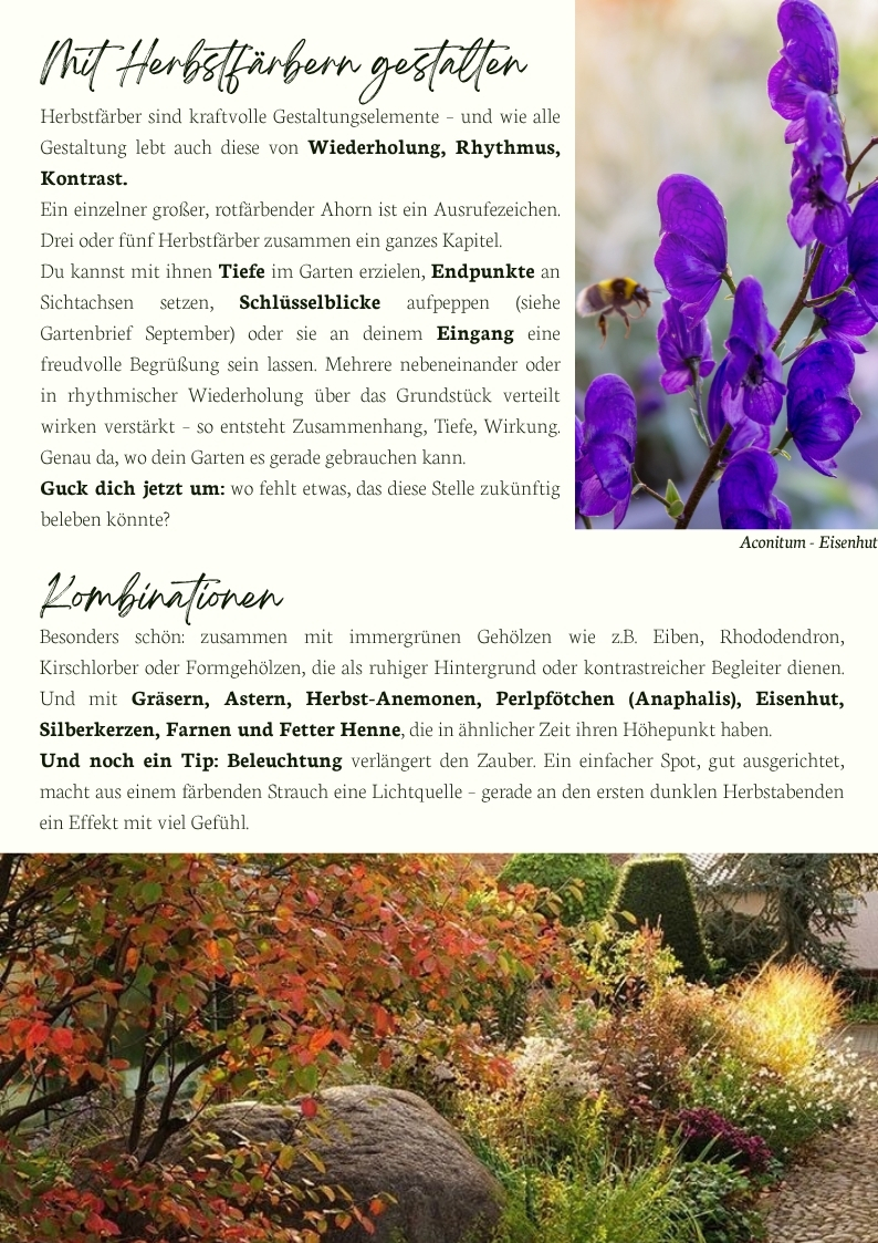 Nahaufnahme der violetten Blüten des Eisenhuts, mit einer Biene beim Bestäuben – ein Herbstblüher mit starker Wirkung. Stauden in Kombination mit einer Felsenbirne.