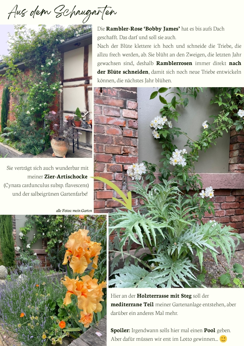 Mediterraner Küchengarten mit Ramblerrose Bobby James, Zier-Artischocke und Staudenpflanzung an Fachwerkhaus und Holzterrasse im Schaugarten von Giardino Mio