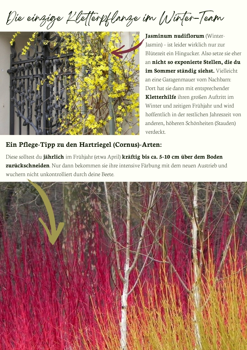 Winterjasmin als gelbe Kletterpflanze an einer Hauswand und farbintensive Hartriegel-Triebe im Winteraspekt, kombiniert mit Pflegetipp zum Rückschnitt für leuchtende Rindenfarbe.
