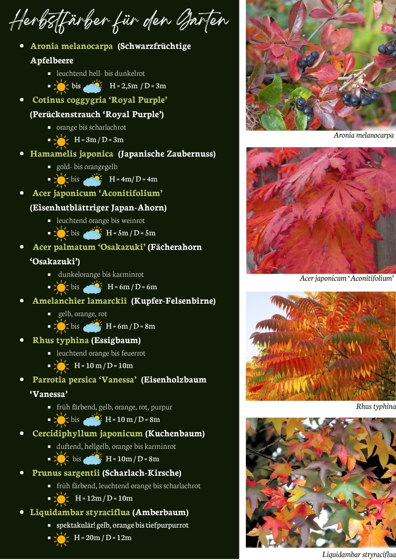 Bunte Herbstlaub-Impressionen: Aronia, Fächerahorn, Eisenholzbaum und Essigbaum in intensiven Rot- und Orangetönen.