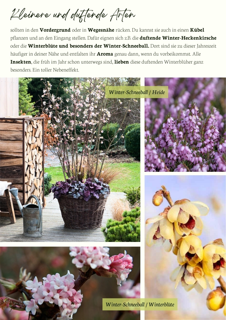 Duftende Winterblüher wie Winter-Schneeball, Winterblüte und Heide im Garten – in Kübeln oder Beeten platziert, sorgen sie mit zarten Farben und Duft für Struktur, Nähe und Insektenfreundlichkeit in der kalten Jahreszeit.
