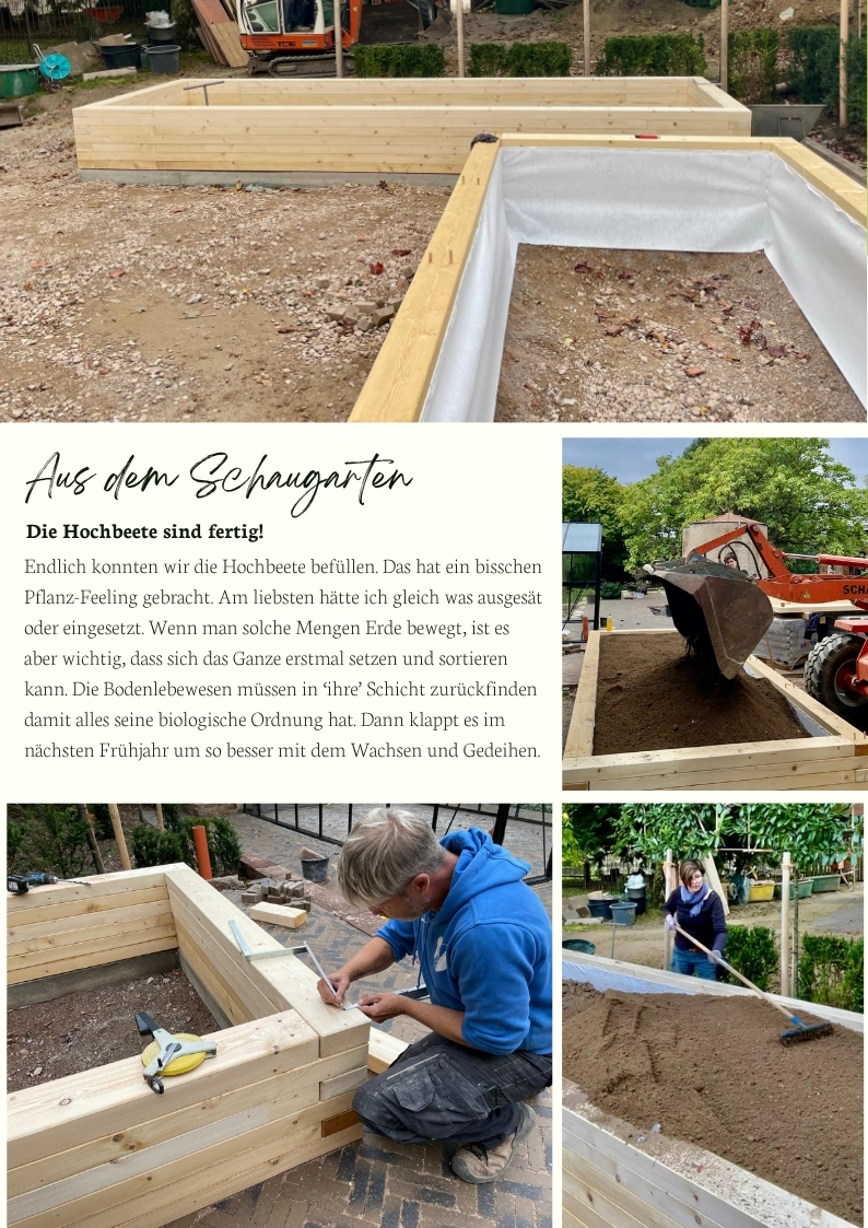 Frisch befüllte Hochbeete im Küchengarten – neue Struktur im Schaugarten, Schubkarre mit Erde vor Hochbeet – Aufbauarbeit im spätsommerlichen Küchengarten, Handwerkliche Arbeit am Hochbeet – exakte Ausrichtung und Holzkonstruktion im Schaugarten