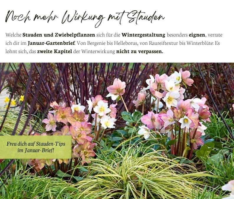 Winterliches Staudenbeet mit Helleborus, Ziergräsern und Raureifstruktur – Vorschau auf die Stauden-Tipps im Januar-Gartenbrief.