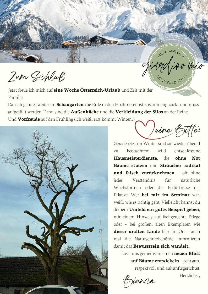 Winterlicher Ausblick auf die verschneiten Alpen, ein fachlich falsch gestutzter Lindenbaum und ein Appell für mehr Bewusstsein im Gehölzschnitt – mit Ausblick auf den Schaugarten und Vorfreude auf den Frühling.