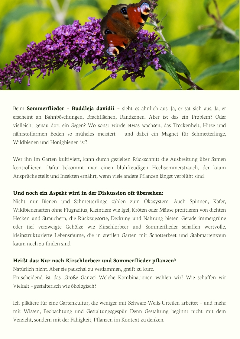 Sommerflieder mit Schmetterling – Buddleja davidii als insektenfreundlicher Blüher im Hochsommer