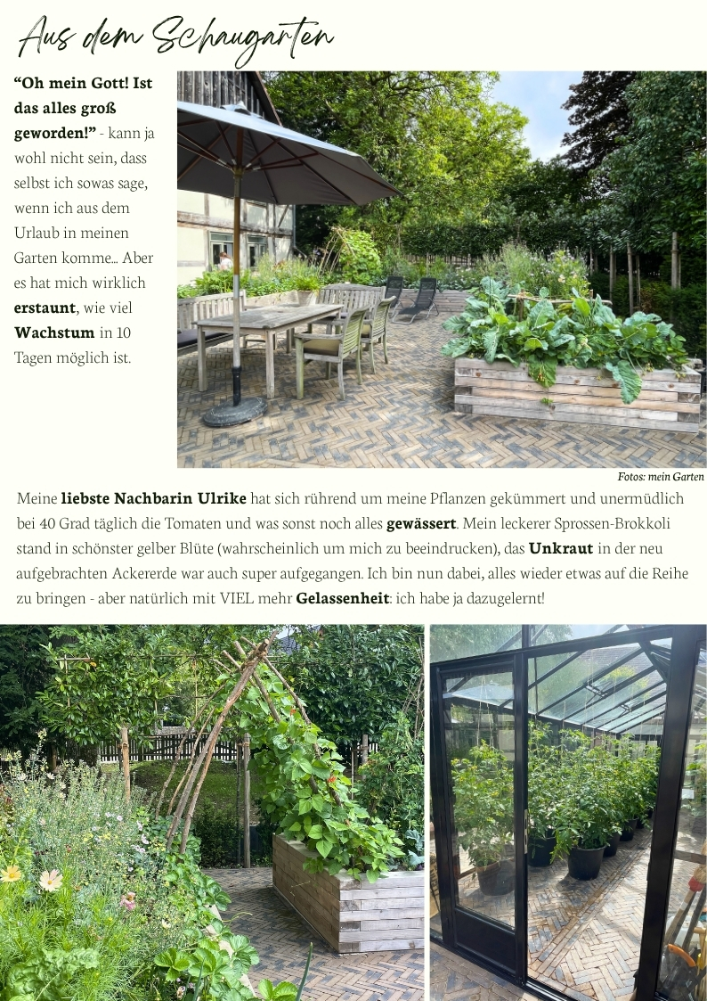 Schaugarten mit Hochbeeten, Gewächshaus und üppigem Gemüsewachstum nach dem Urlaub – naturnaher Küchengarten, Gemüseanbau und sommerliche Gartengestaltung mit Hochbeeten.