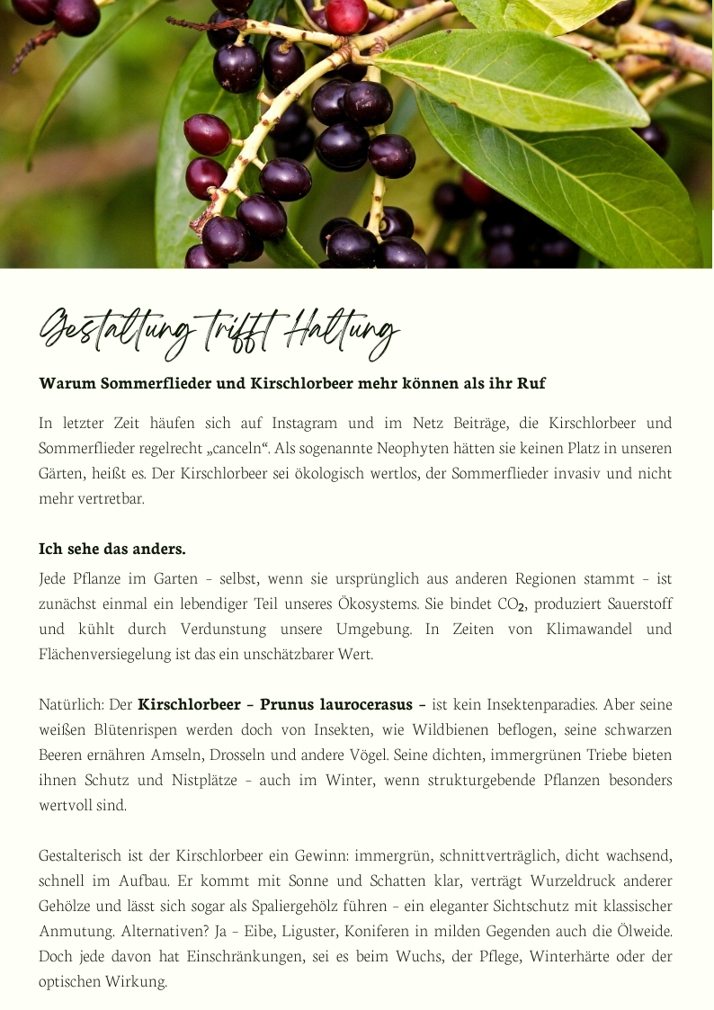 Reifer Kirschlorbeer mit dunklen Beeren – Prunus laurocerasus im ökologischen Garten